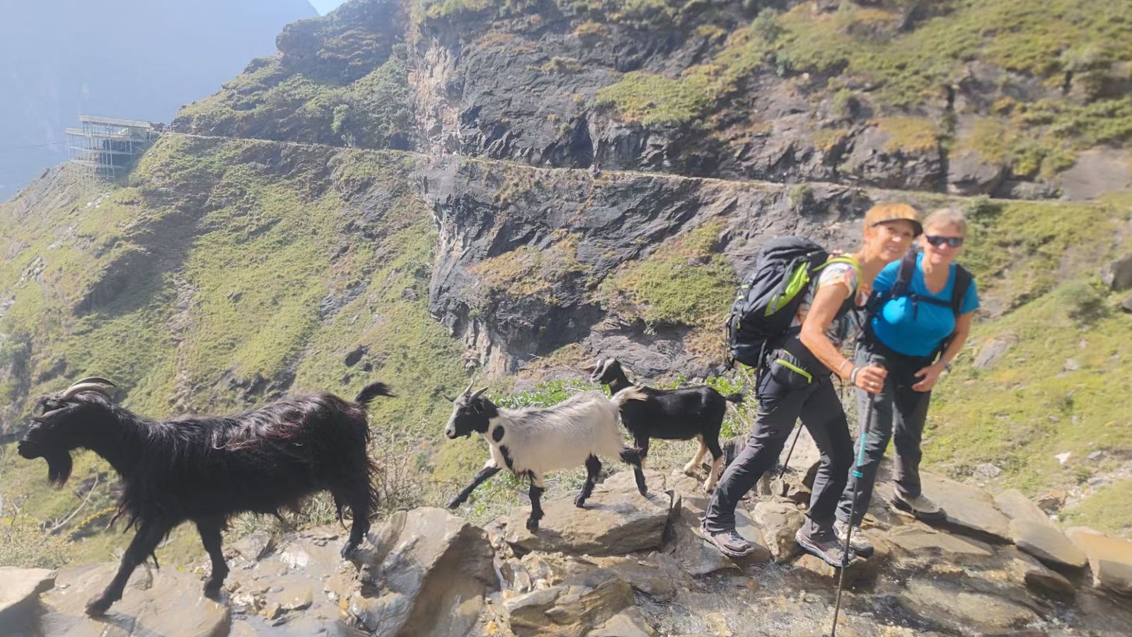 Three goats crossing rocks on the trail, with two hikers behind them and the narrow path cut into the cliff above